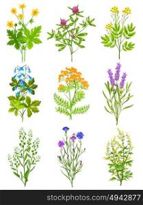 Collection Of Wild Herbs. Collection of wild herbs isolated colored decorative elements on white background with tansy chicory sage clover vector illustration