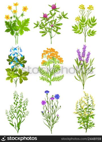 Collection of wild herbs isolated colored decorative elements on white background with tansy chicory sage clover vector illustration. Collection Of Wild Herbs