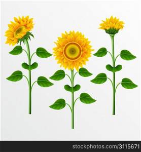 Collection of yellow sunflowers on the white background.