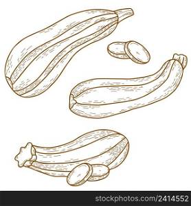 collection Vegetable marrow. oblong striped zucchini and chopped pieces of vegetables. Vector illustration. isolated Linear hand drawing in doodle style, outline for design, decor and decoration