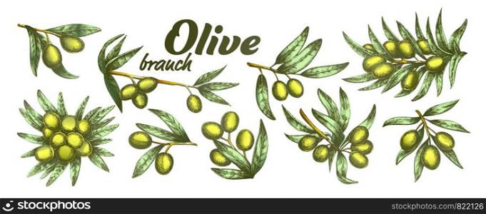 Color Assortment Different Olive Branch Set Ink Vector. Collection Natural Olive Branch With Leaves And Berries Concept. Designed Farming Agricultural Tree Template Illustrations. Color Assortment Different Olive Branch Set Ink Vector