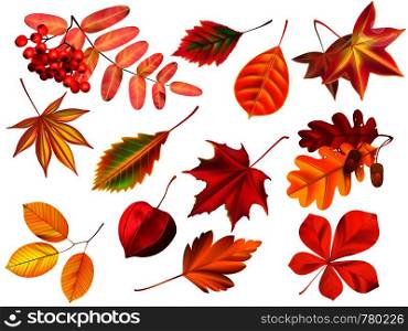 Color autumn leaves. Fallen leaves, colored dry leaf and yellow leaves. Rowan, oak or maple foliage fall, september october seasonal golden leaf kit. Isolated realistic vector symbols set. Color autumn leaves. Fallen leaves, colored dry leaf and yellow leaves realistic vector set