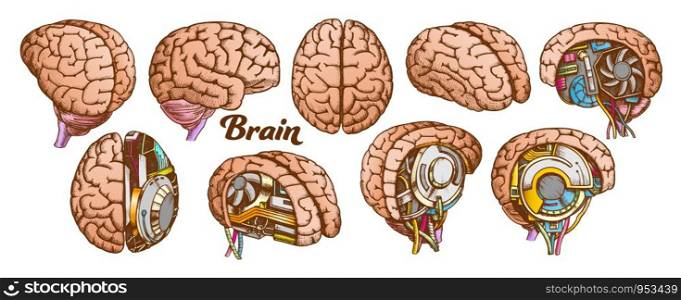 Color Brain Set Collection In Different Views Vector. Many Kinds And Modification Of Cyber And Human Brain. Anatomy Medical Neurology Element Hand Drawn In Vintage Style Illustrations. Color Brain Set Collection In Different Views Vector
