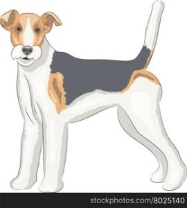Color drawing fox terrier dog breed while standing.. Vector. Fox terrier.