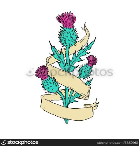 Color drawing sketch style illustration of a Scottish or Scotch thistle with ribbon or scroll wrap around on isolated white background.. Scottish Thistle With Ribbon Color Drawing