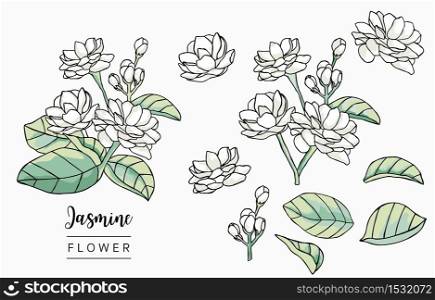Color Jasmin logo collection with leaves,geometric.Vector illustration for icon,logo,sticker,printable and tattoo