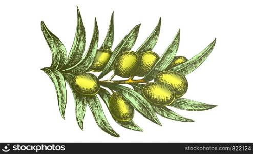 Color Organic Natural Olive Branch Hand Drawn Vector. Leaves And Olive Berries Ingredient For Delicious Meal And Salad Concept. Designed In Retro Style Farming Agricultural Template Illustration. Color Organic Natural Olive Branch Hand Drawn Vector