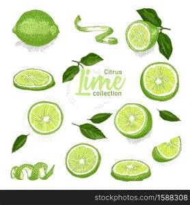Color set of hand drawn tropical citrus fruit. Lime. Ink sketch style. Good idea for templates menu, recipes, greeting cards. Vector illustration. Color set of hand drawn tropical citrus fruit. Lime. Ink sketch style. Good idea for templates menu, recipes, greeting cards.