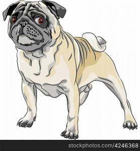 color sketch angry dog fawn pug breed