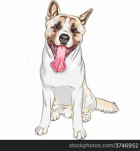 color sketch, closeup portrait, Dog American Akita breed laughs with his tongue hanging out, sitting and smiling