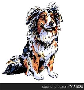 Color sketch of dog black-white-copper tricolor Australian Shepherd breed, Aussie or little blue dog. vector dog Red Australian Shepherd breed