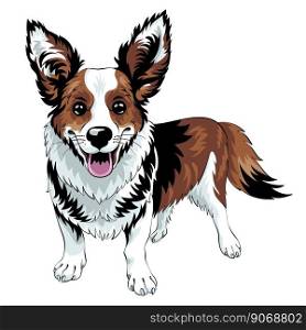 Color sketch of dog Cardigan Welsh Corgi breed staying and smiling, black and tan with white markings. vector sketch dog Cardigan Welsh corgi