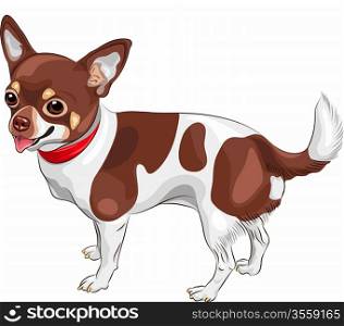 color sketch of the cute dog Chihuahua breed smiling