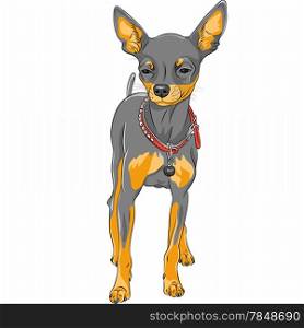 color sketch of the cute serious dog Chihuahua breed