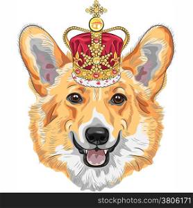 color sketch of the dog Pembroke Welsh corgi breed in gold crown