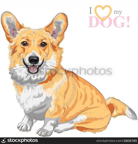 color sketch of the dog Pembroke Welsh corgi breed sitting and smiling