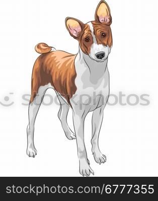 color sketch of the hunting dog Basenji breed