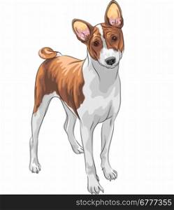 color sketch of the hunting dog Basenji breed