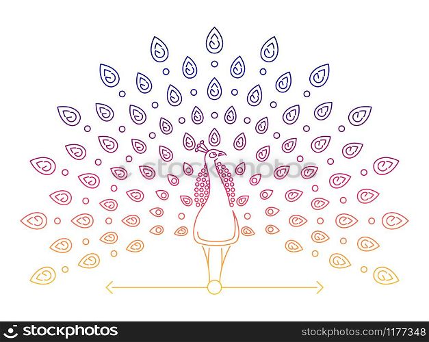 Color thin line peacock logo. Outline peacock label isolated on white background, vector illustration. Color thin line peacock logo
