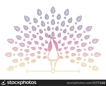 Color thin line peacock logo. Outline peacock label isolated on white background, vector illustration. Color thin line peacock logo