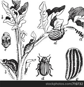 Colorado Beetle Colorado Potato Beetle or Leptinotarsa decemlineata, vintage engraving. Old engraved illustration of the lifecycle of a Colorado Beetle.