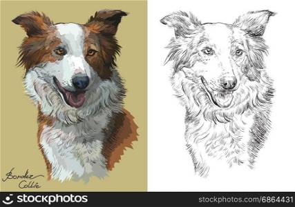 Colored Border collie portrait on beige background and and black color on white background vector hand drawing illustration