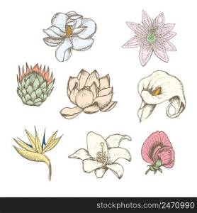 Colored drawing botanical exotic flowers set with protea magnolia passiflora lathyrus strelitzia lotus calla white lily isolated vector illustration. Colored Drawing Botanical Exotic Flowers Set