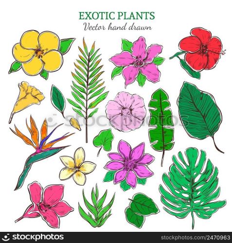 Colored exotic and tropical plants set with beautiful flowers and leaves in hand drawn style isolated vector illustration. Colored Exotic And Tropical Plants Set