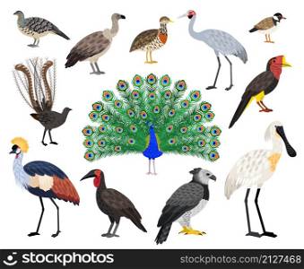 Colored exotic bird set. Cartoon beautiful flying characters with beak and feathers, vector illustration of birds with cute coloring plumage isolated on white background. Colored exotic bird set