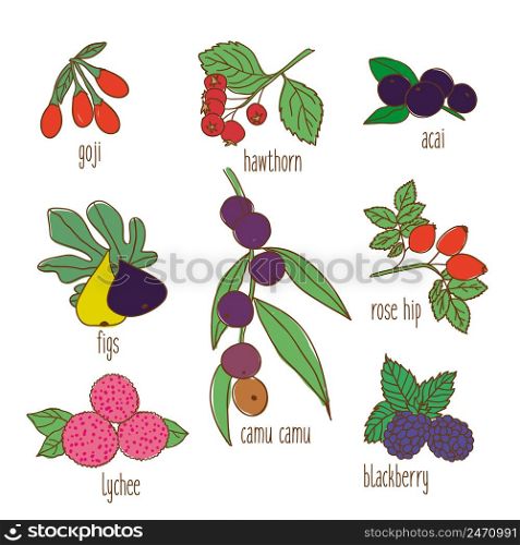 Colored hand drawn botanical food set with organic exotic tropical and forest berries isolated vector illustration. Colored Hand Drawn Botanical Food Set
