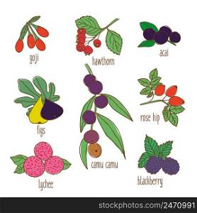 Colored hand drawn botanical food set with organic exotic tropical and forest berries isolated vector illustration. Colored Hand Drawn Botanical Food Set