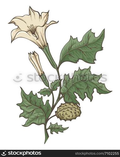Colored ink sketch of Datura stramonium. Flowers, leaves and ripe fruit. Pointillism shading technique.