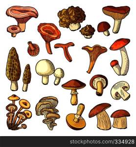 Colored nature vector illustrations of mushrooms. Truffles, slippery and chanterelle. Collection of organic mushroom food. Colored nature vector illustrations of mushrooms. Truffles, slippery and chanterelle
