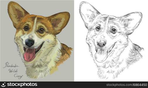 Colored Pembroke Welsh Corgi portrait on grey background and and black color on white background vector hand drawing illustration