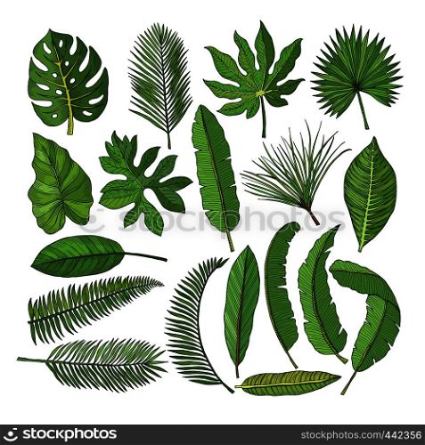 Colored pictures set of tropical leaves. Vector illustrations isolated on white. Palm of leaf floral, green leaf palm. Colored pictures set of tropical leaves. Vector illustrations isolated on white