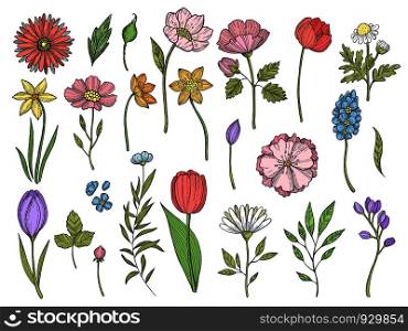 Colored plants. Vector illustrations of various leaves and flowers. Color flower nature, plant green drawing, summer botanical sketch. Colored plants. Vector illustrations of various leaves and flowers