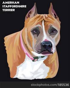 Colored portrait of American Staffordshire Terrier isolated vector illustration on black background