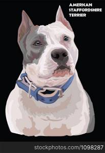 Colored portrait of American Staffordshire Terrier (Pitbull) isolated vector realistic illustration on black background