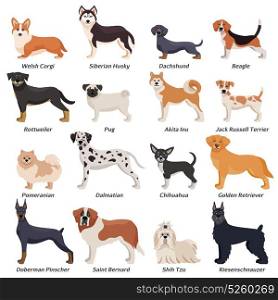 Colored Purebred Dogs Icon Set. Colored purebred dogs icon set with welsh corgi Siberian husky Rottweiler Dalmatian akita inu breeds vector illustration