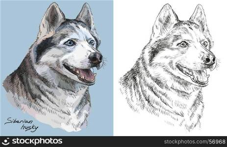 Colored siberian husky portrait on blue background and and black color on white background vector hand drawing illustration