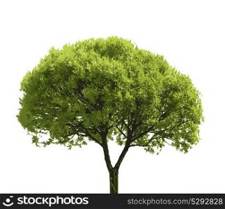 Colored Silhouette Tree Isolated on White Backgorund. Vecrtor Illustration.. Colored Silhouette Tree Isolated on White Backgorund. Vecrtor I