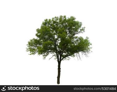 Colored Silhouette Tree Isolated on White Backgorund. Vector Illustration. EPS10. Colored Silhouette Tree Isolated on White Backgorund. Vector