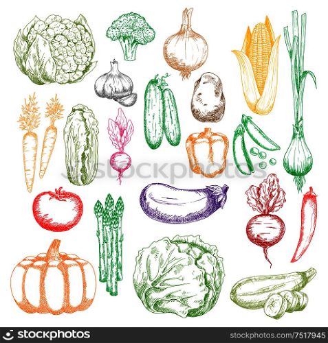 Colored sketched healthy farm corn, pumpkin and cabbages, tomato, onions and peppers, broccoli, eggplant and garlic, green peas, cucumbers and beet, cauliflower, radish and asparagus vegetables icons. Healthy organic farm vegetables sketch symbols