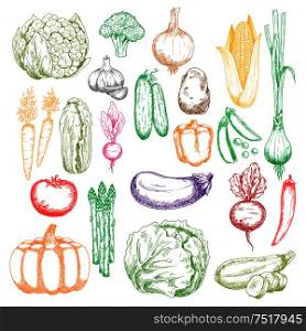 Colored sketched healthy farm corn, pumpkin and cabbages, tomato, onions and peppers, broccoli, eggplant and garlic, green peas, cucumbers and beet, cauliflower, radish and asparagus vegetables icons. Healthy organic farm vegetables sketch symbols