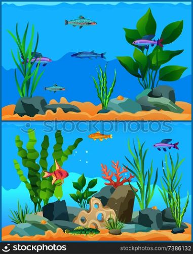 Colorful aquarium fishes in blue water promo poster. Multicolored sea animals, green water plants and bottom stones flat cartoon vector illustration.. Colorful Cartoon Aquarium Fishes Set Promo Poster