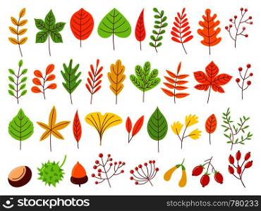 Colorful autumn leaves. Autumnal yellow leaf, forest nature orange leafage and september red leaves. Chestnut, dog rose and viburnum or foliage leaf. Flat isolated icons vector set. Colorful autumn leaves. Autumnal yellow leaf, forest nature orange leafage and september red leaves flat vector set