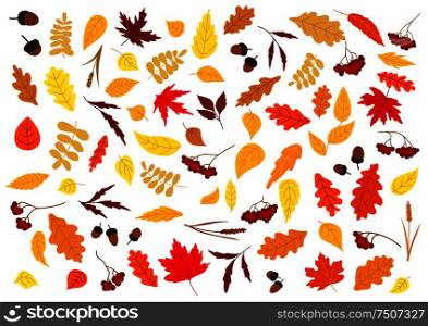Colorful autumn leaves, herbs, berries and acorns set isolated on white. for seasonal design. Autumn leaves, herbs, berries and acorns