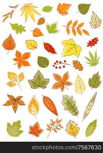 Colorful autumn leaves in a variety of shapes, colors and sizes, vector illustration isolated on white