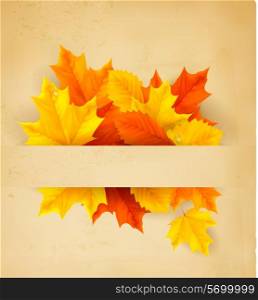 Colorful autumn leaves on a old paper Back to school background Vector