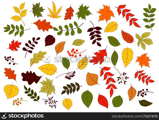 colorful autumnal leaves, herbs, seeds and berries isolated on white background. Autumnal leaves, herbs, seeds and berries